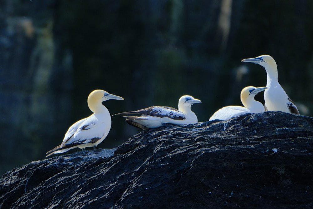 a group of birds sitting on top of a rock