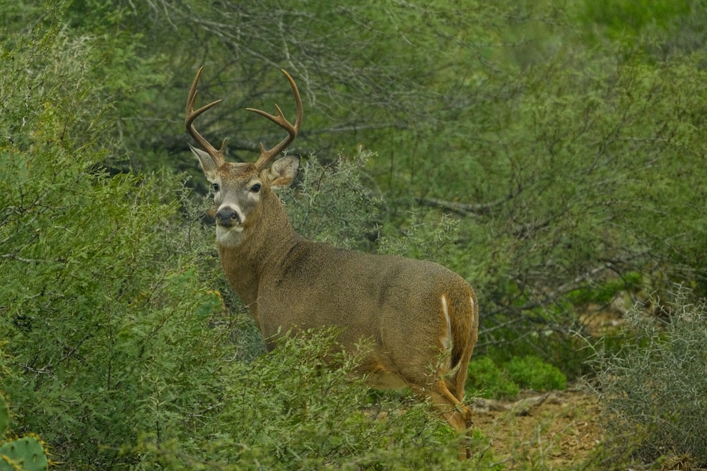 a deer standing in the middle of a forest