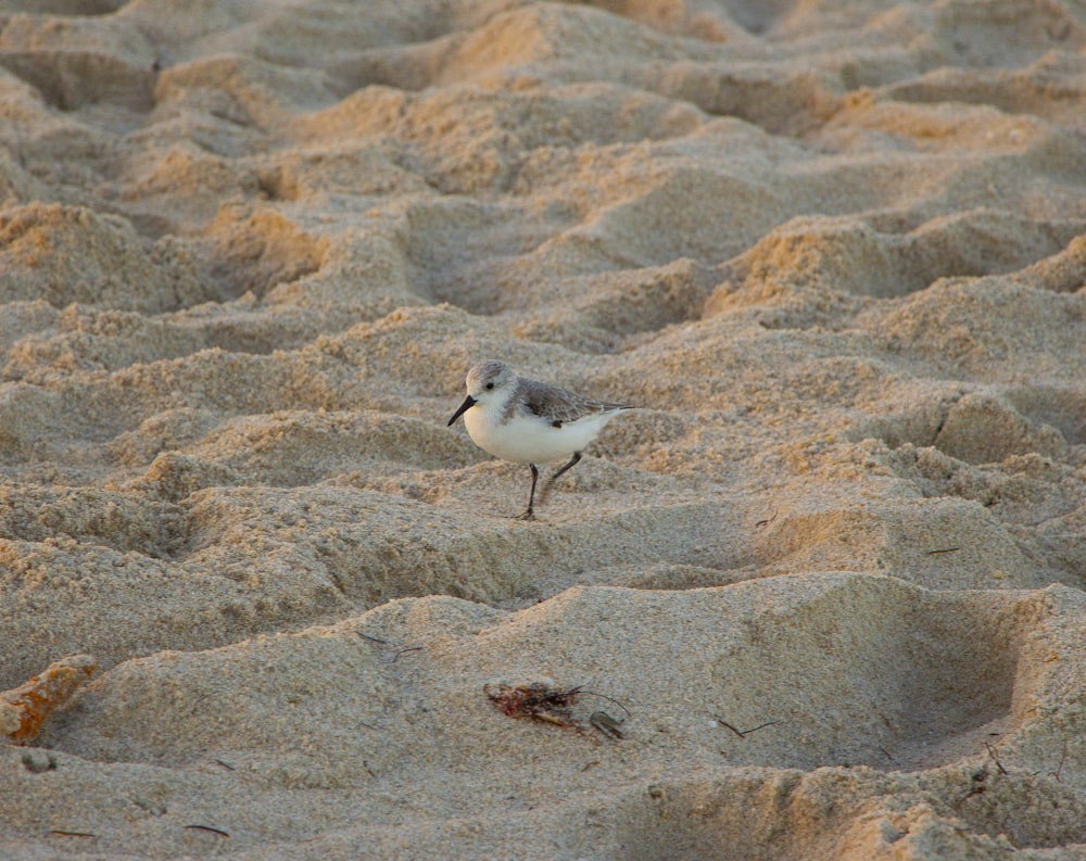 a small bird standing on top of a sandy beach