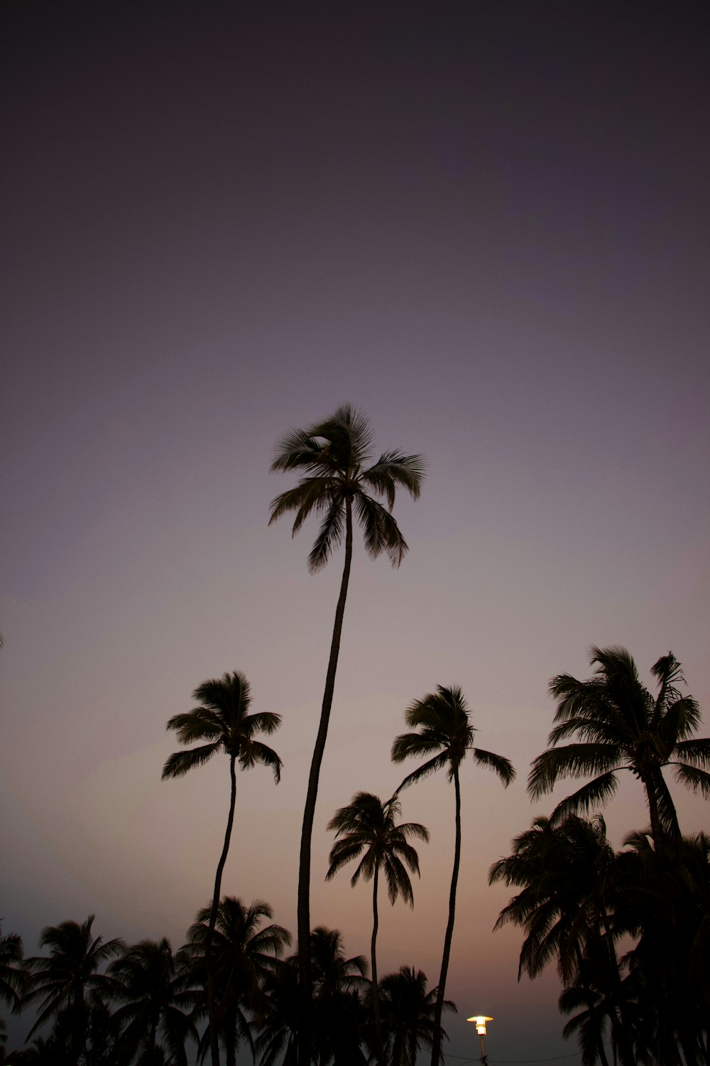 palm trees are silhouetted against a twilight sky