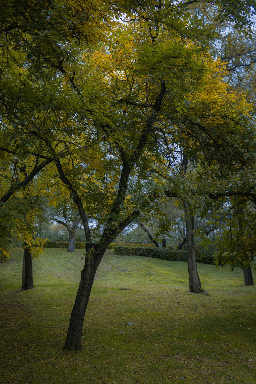 a grassy field with trees in the background