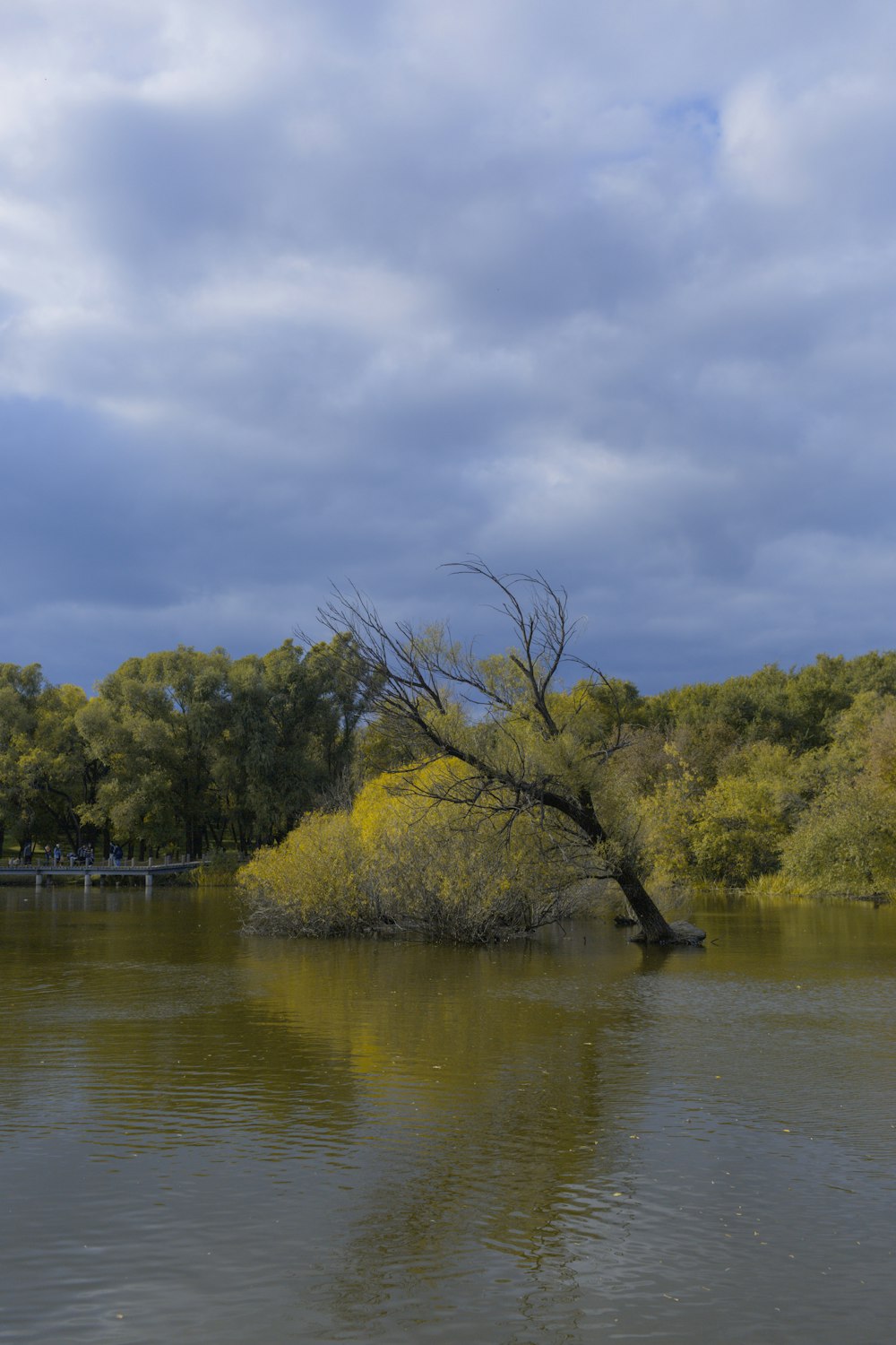 a tree is in the middle of a body of water