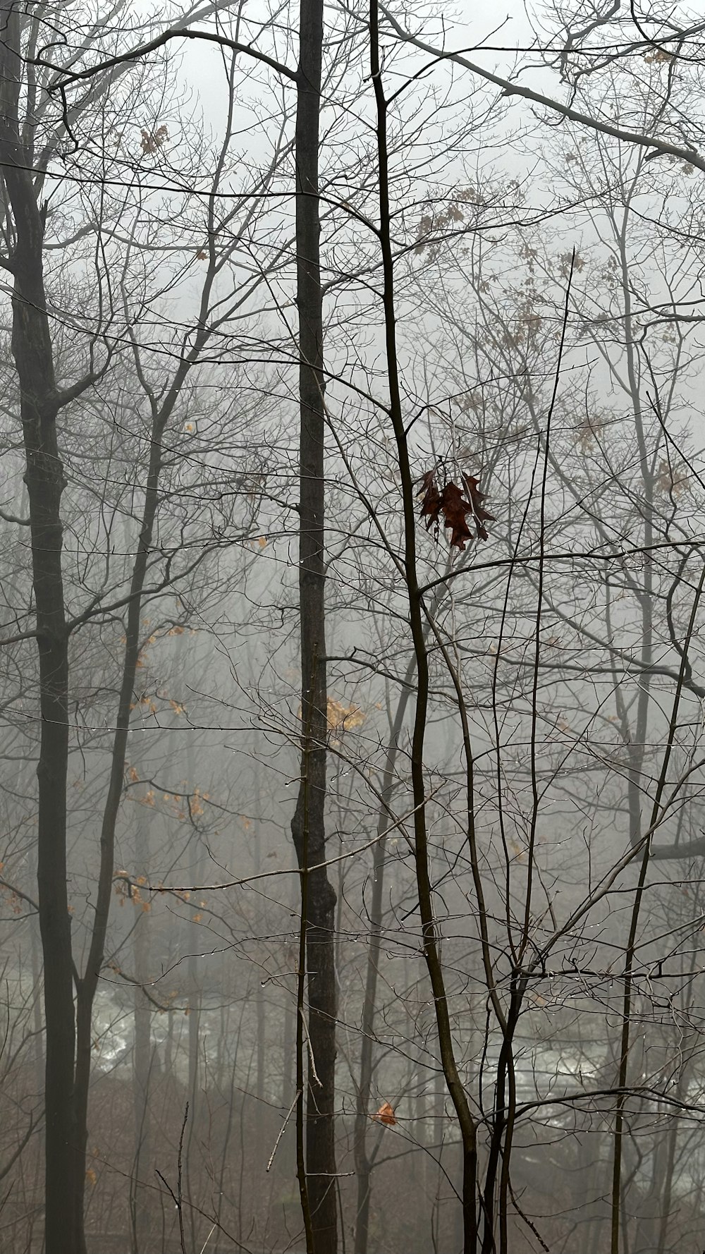 a forest filled with lots of trees covered in fog