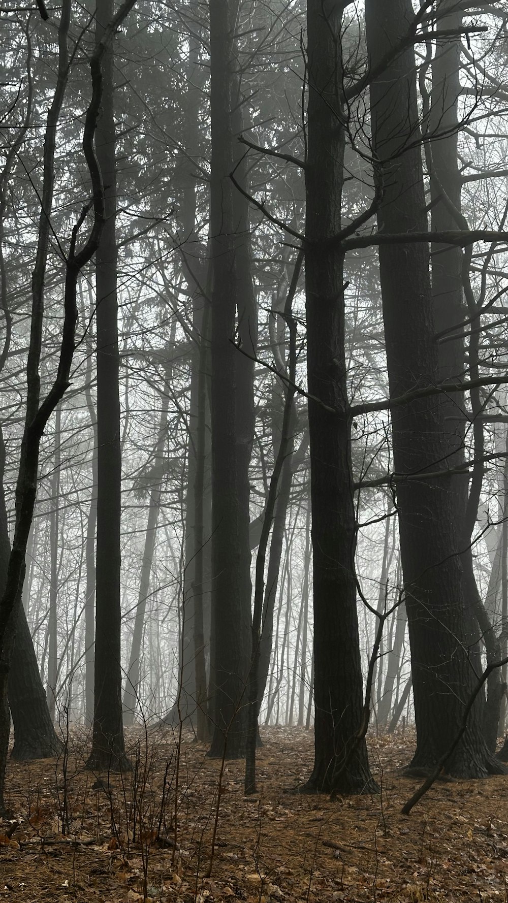 a forest filled with lots of trees covered in fog