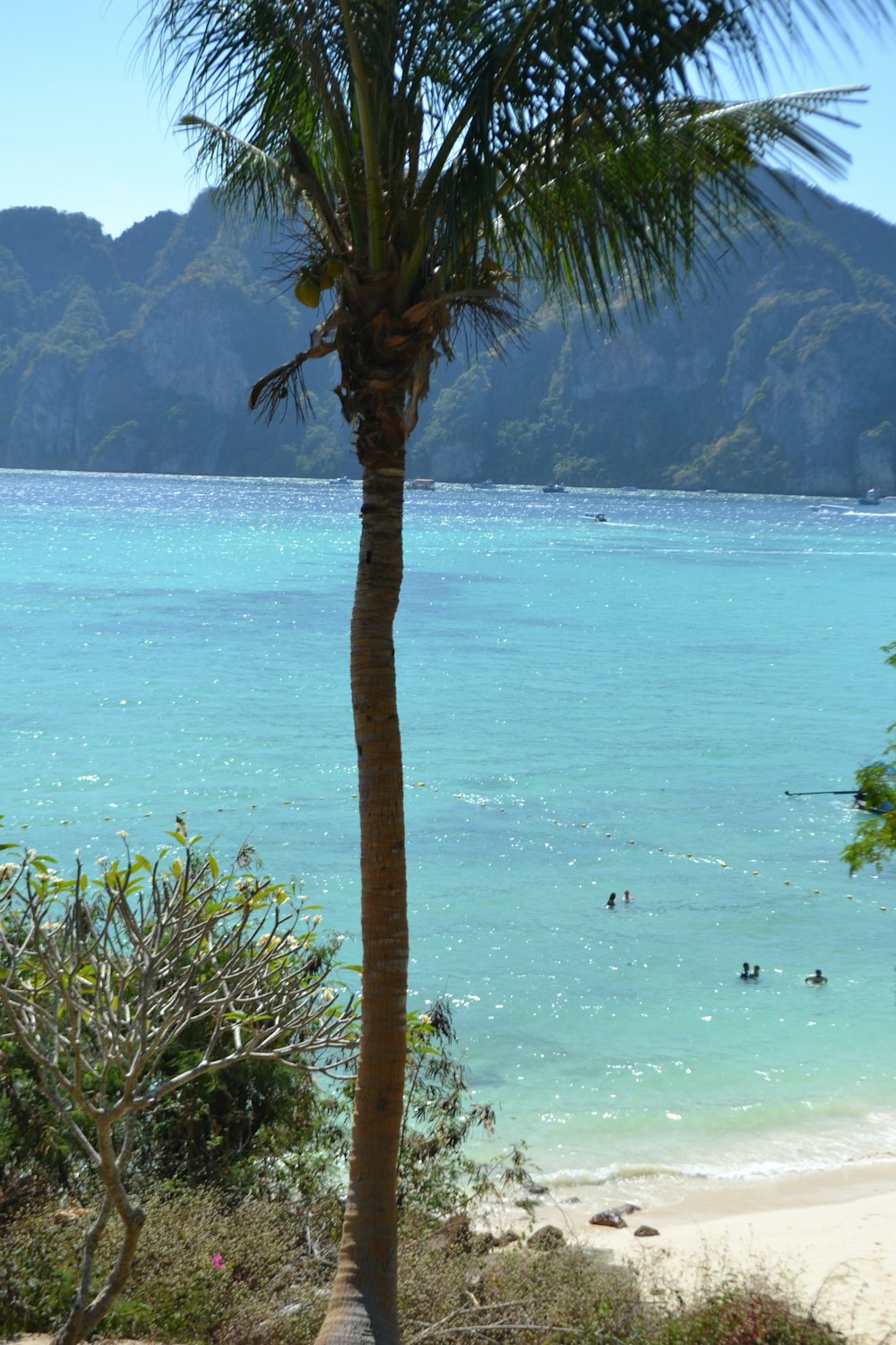 a palm tree on a beach with people in the water