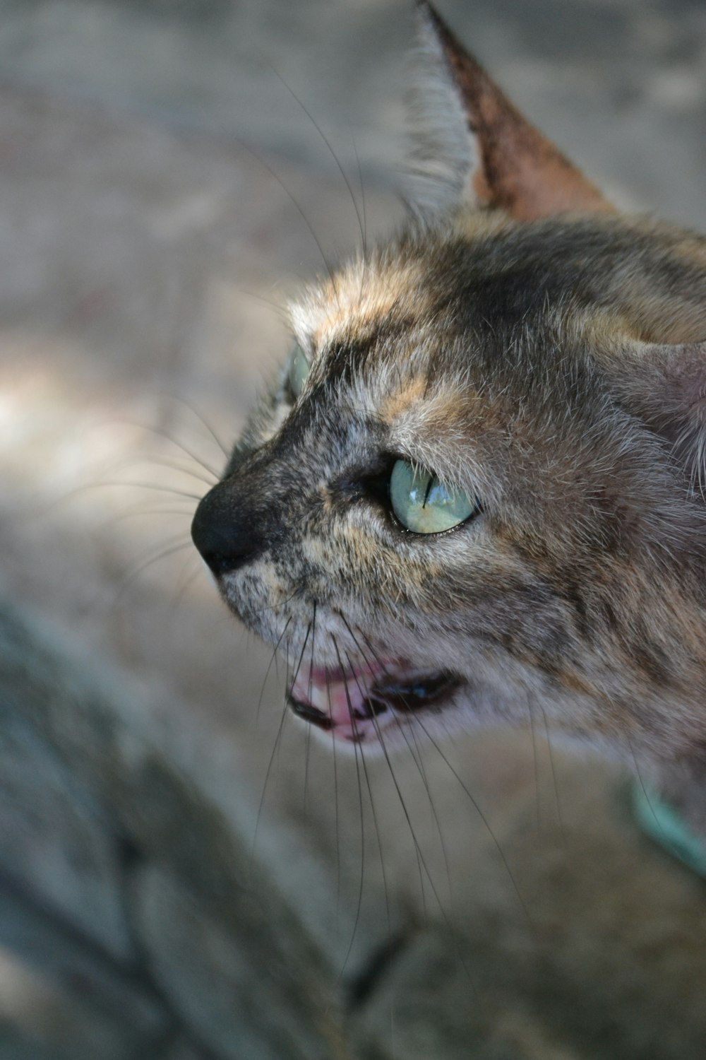 a close up of a cat with its mouth open