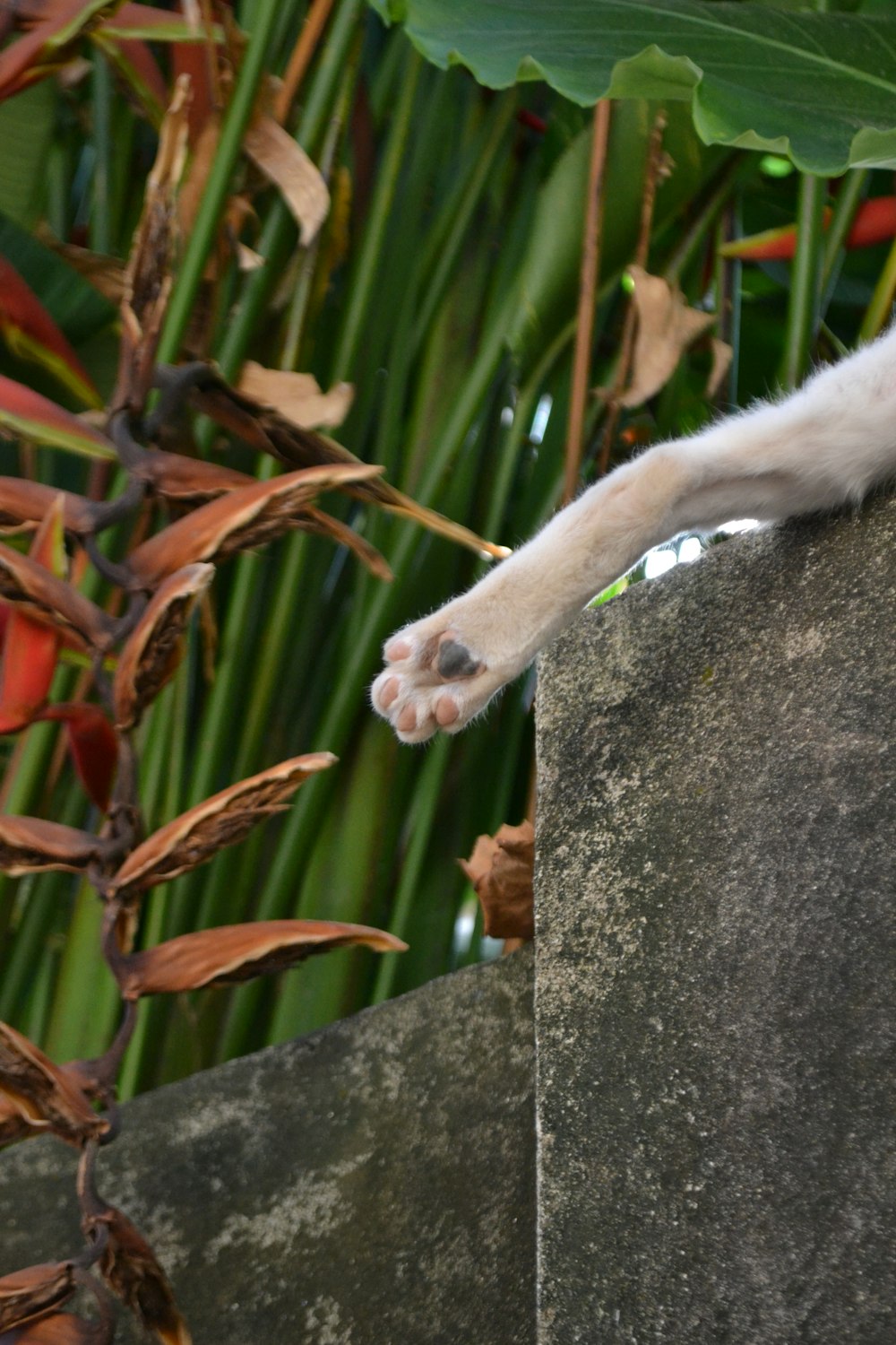 a cat laying on top of a rock next to a plant