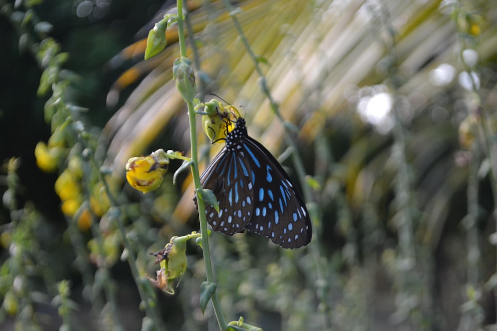 a blue and black butterfly sitting on a plant