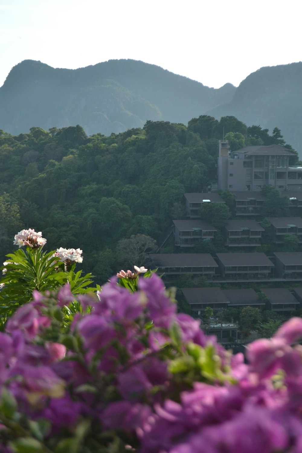 purple flowers in front of a building with mountains in the background