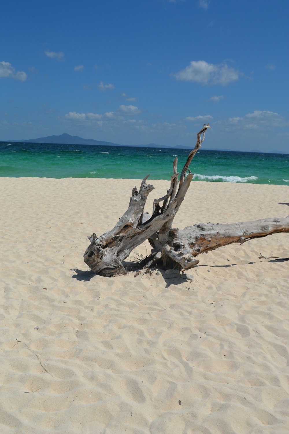 a driftwood on a sandy beach with the ocean in the background