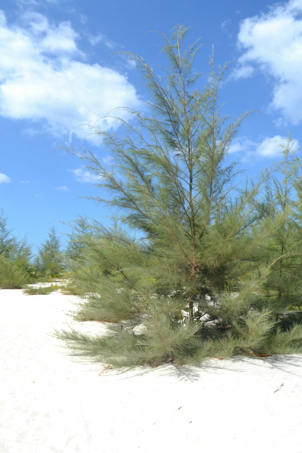 a small pine tree in the middle of a sandy area