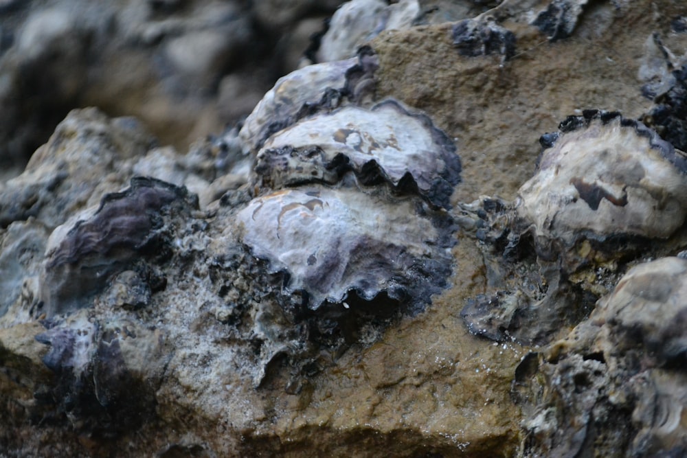 a close up of a rock with a bird on it