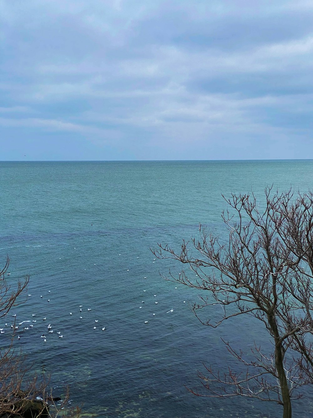 a body of water with a few trees in the foreground