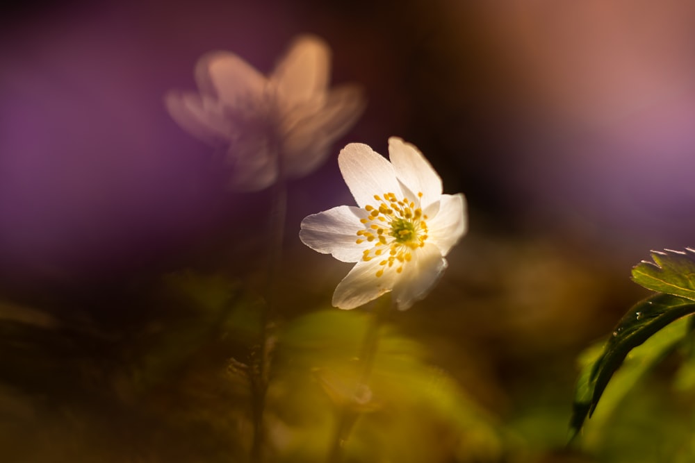 a close up of a white flower with a blurry background