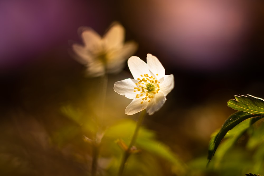 a close up of a white flower with a blurry background