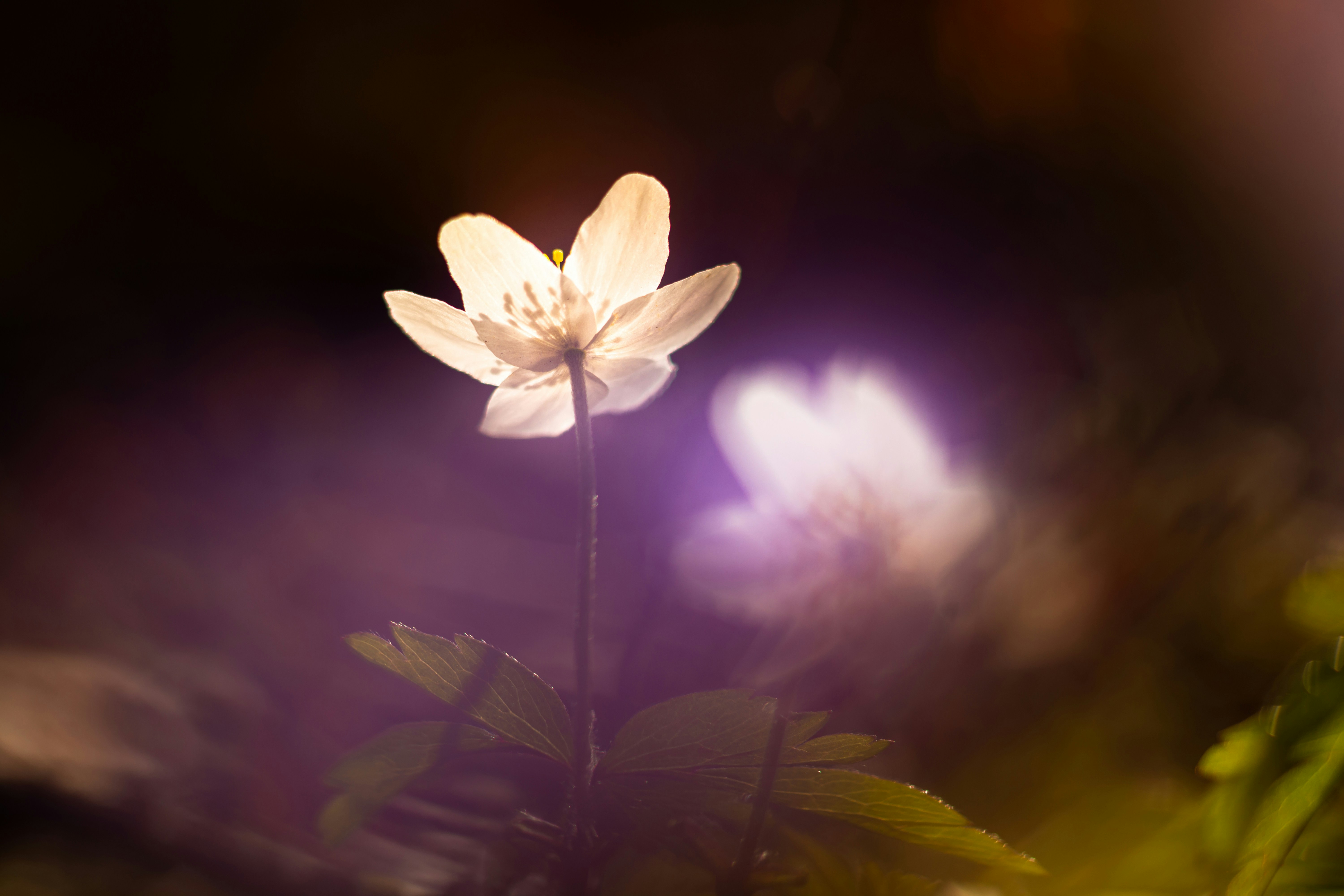 un singolo fiore bianco con uno sfondo sfocato