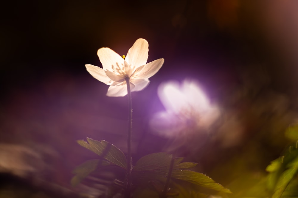 a single white flower with a blurry background