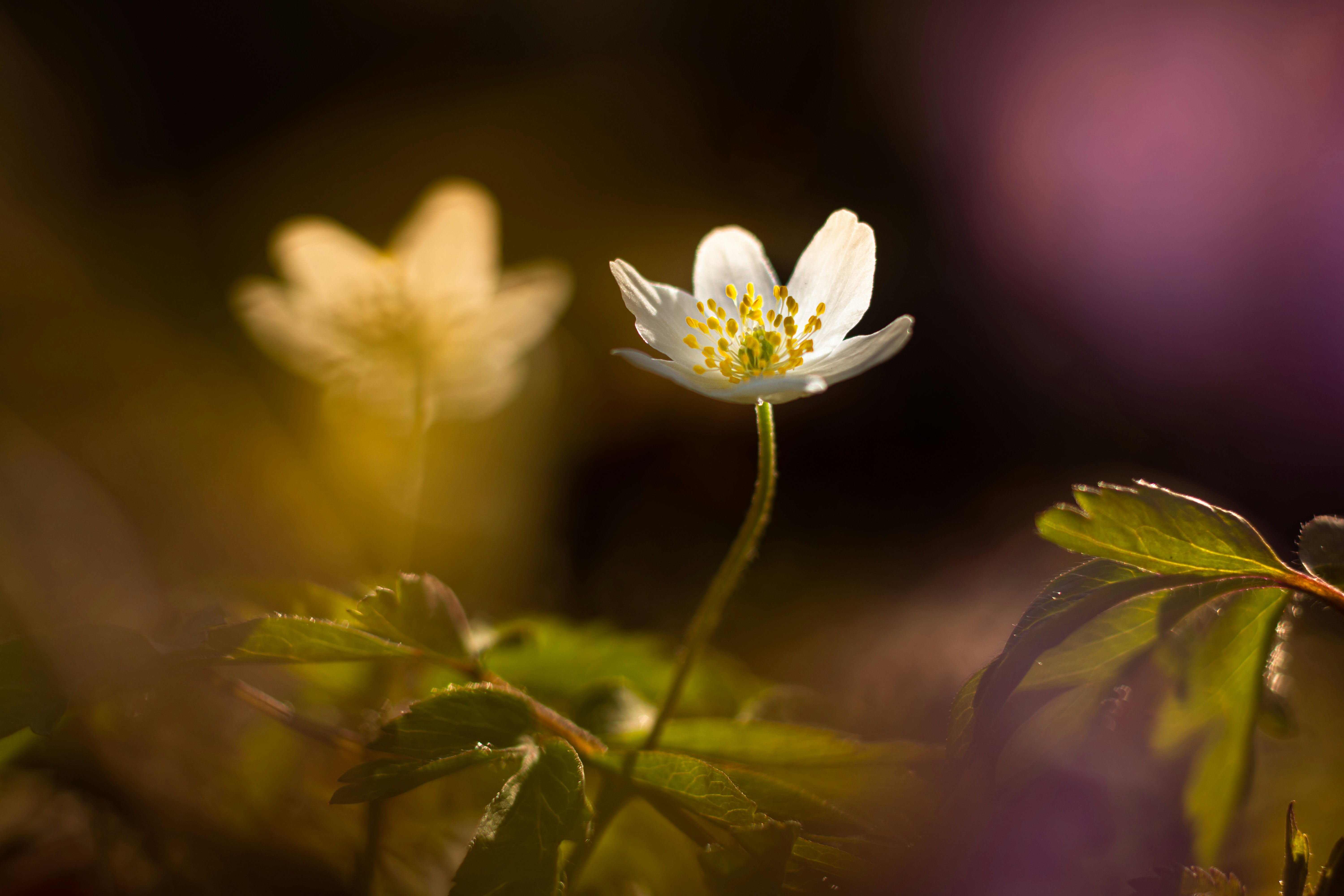 un piccolo fiore bianco seduto in cima a un campo verde lussureggiante