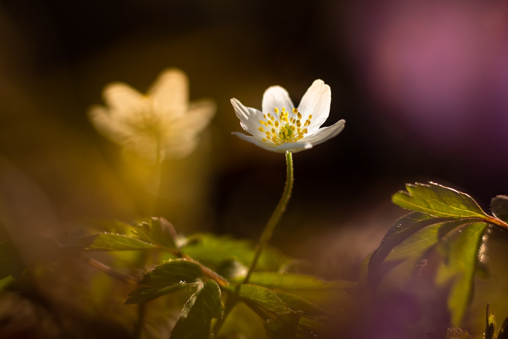 a small white flower sitting on top of a lush green field