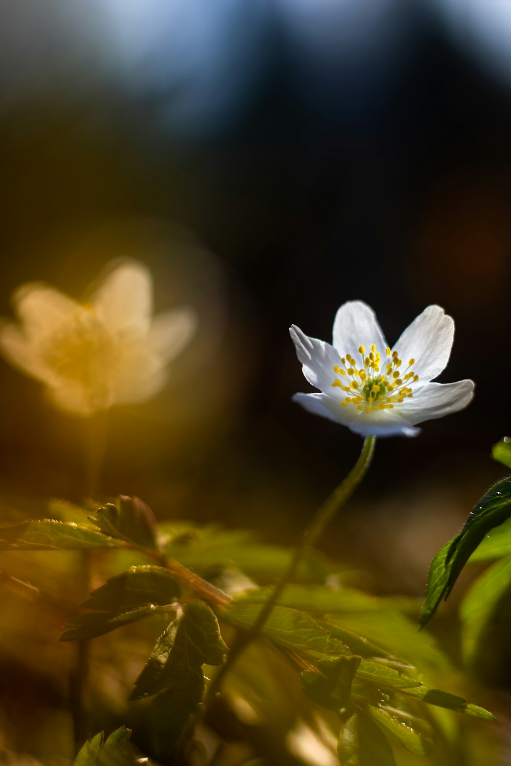 a close up of a white flower on a plant