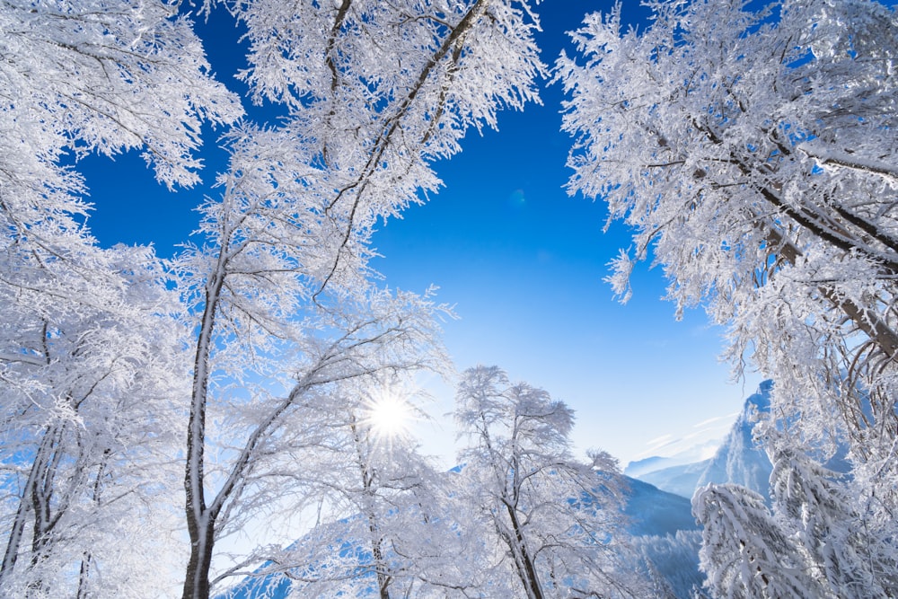 the sun shines through the snow covered trees