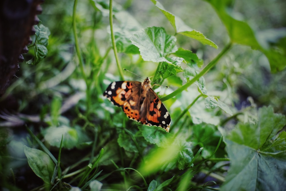 a butterfly sitting on top of a green plant