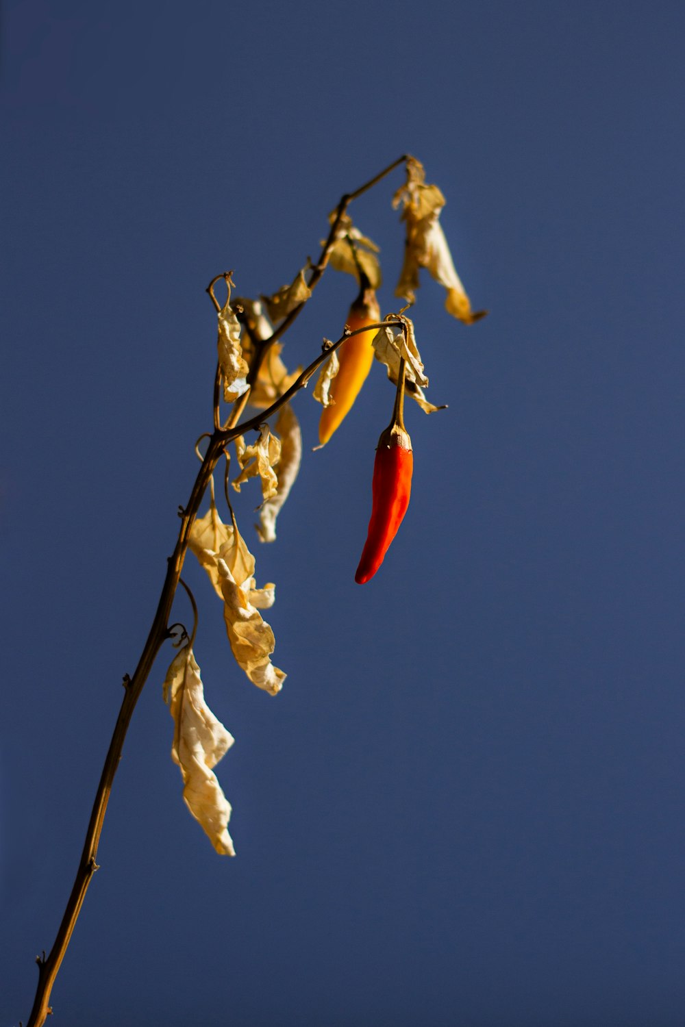 a plant with yellow and red flowers on it