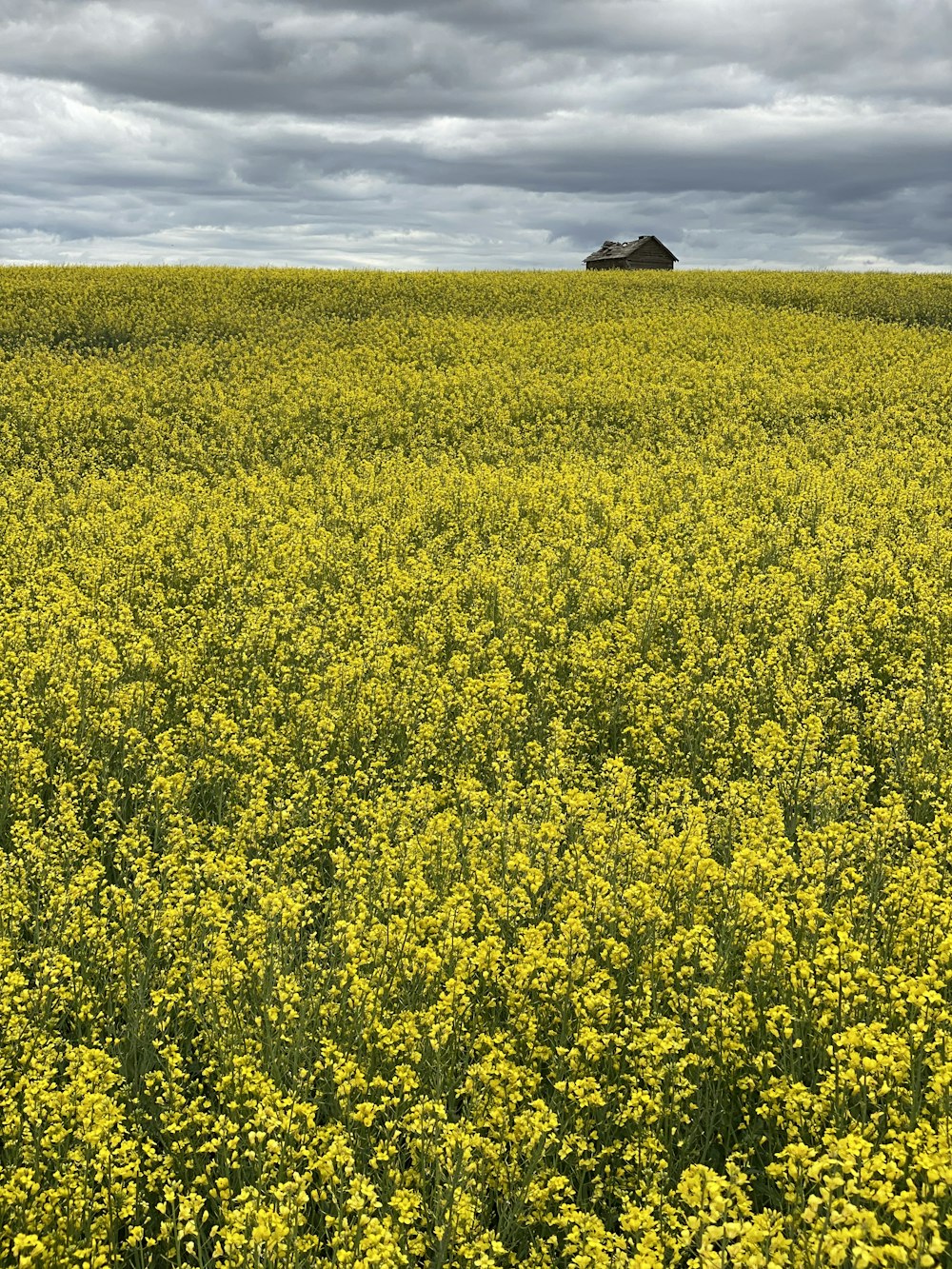 a large field of yellow flowers under a cloudy sky