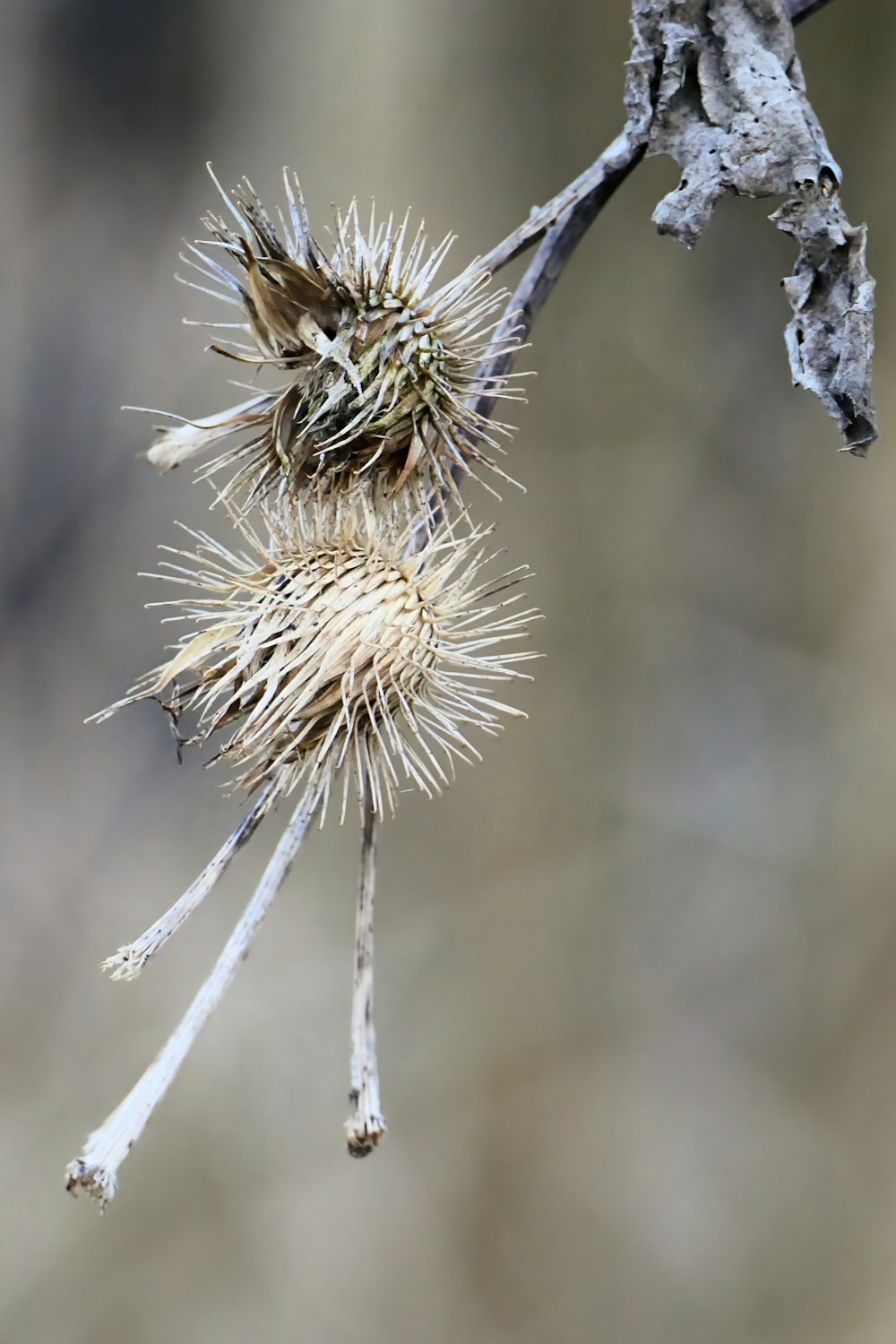 a close up of a flower on a tree branch