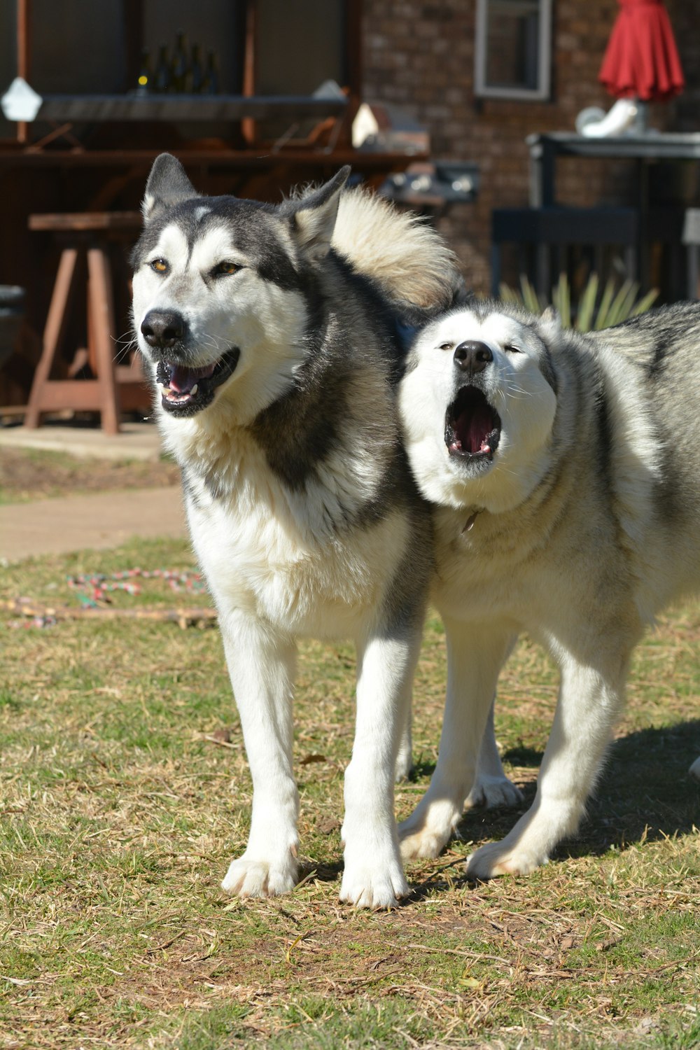 two large dogs standing on top of a grass covered field