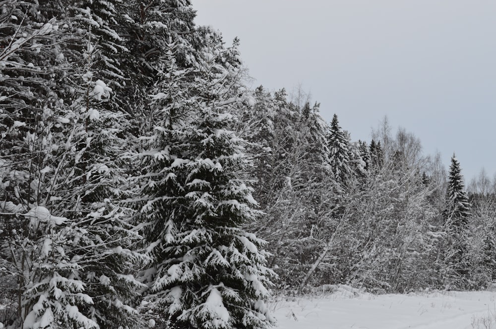 a snow covered forest filled with lots of trees