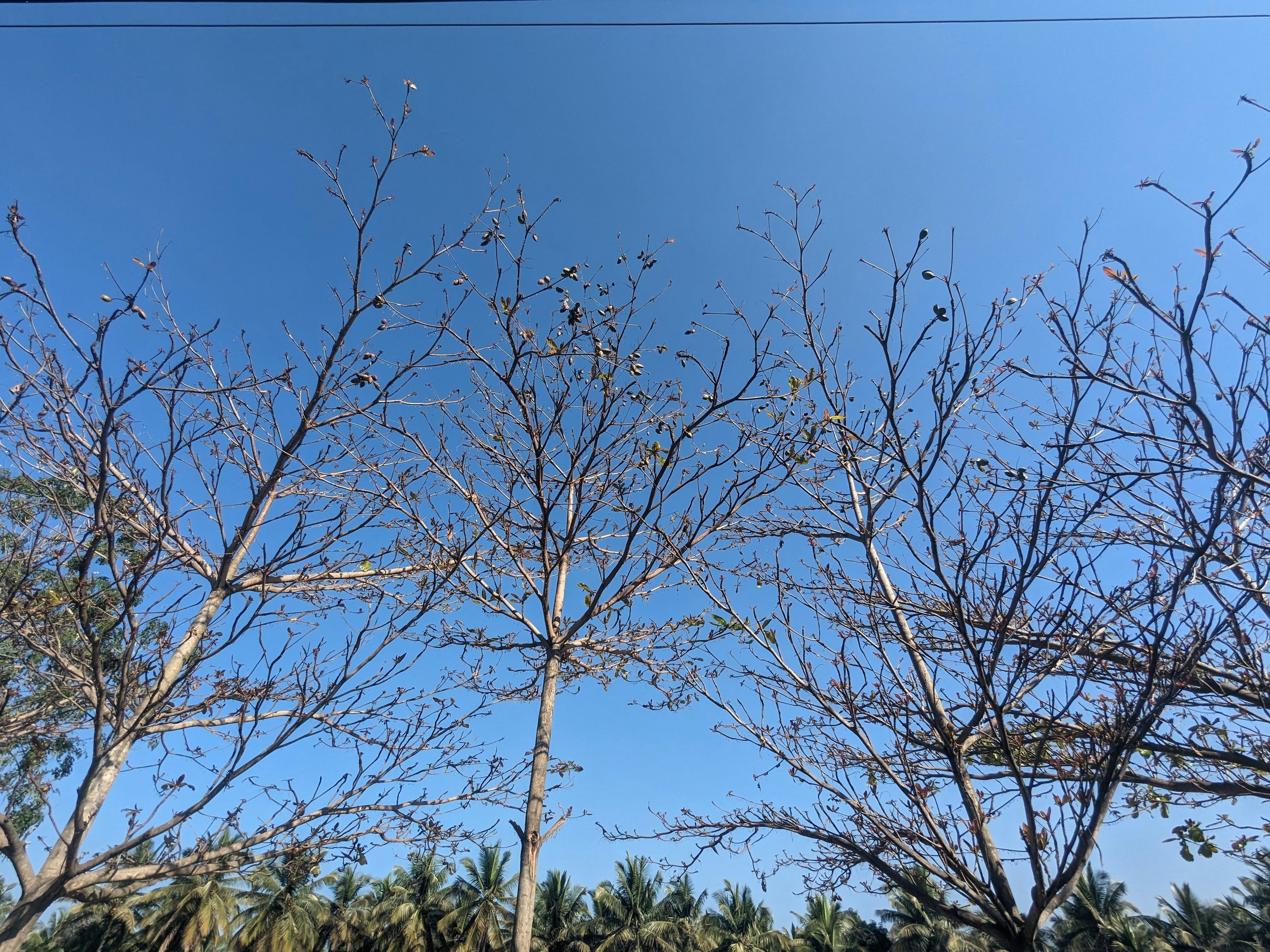 Photo by photogitthi