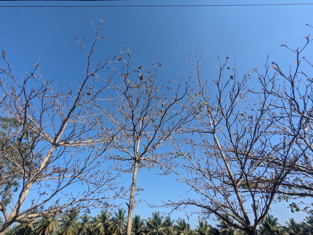 un gruppo di uccelli seduti in cima a un albero