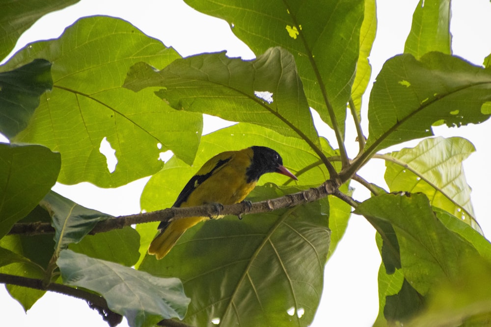 a yellow and black bird sitting on a tree branch