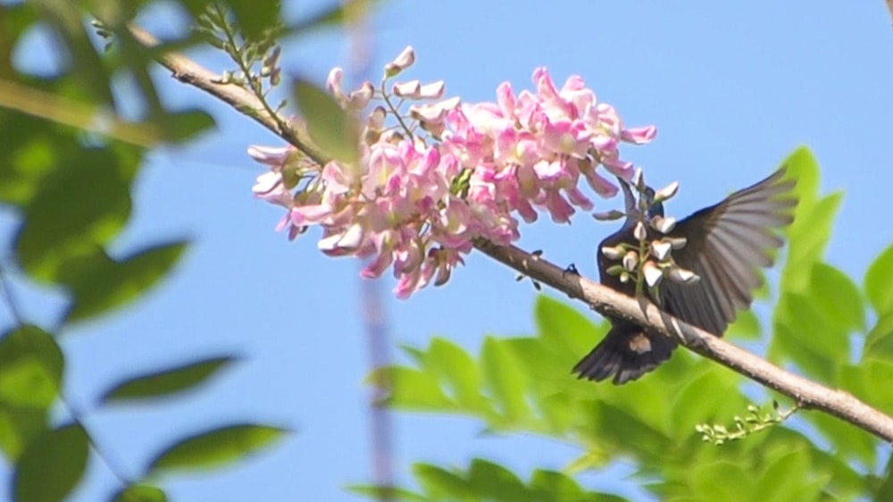 un uccello seduto su un ramo con fiori rosa