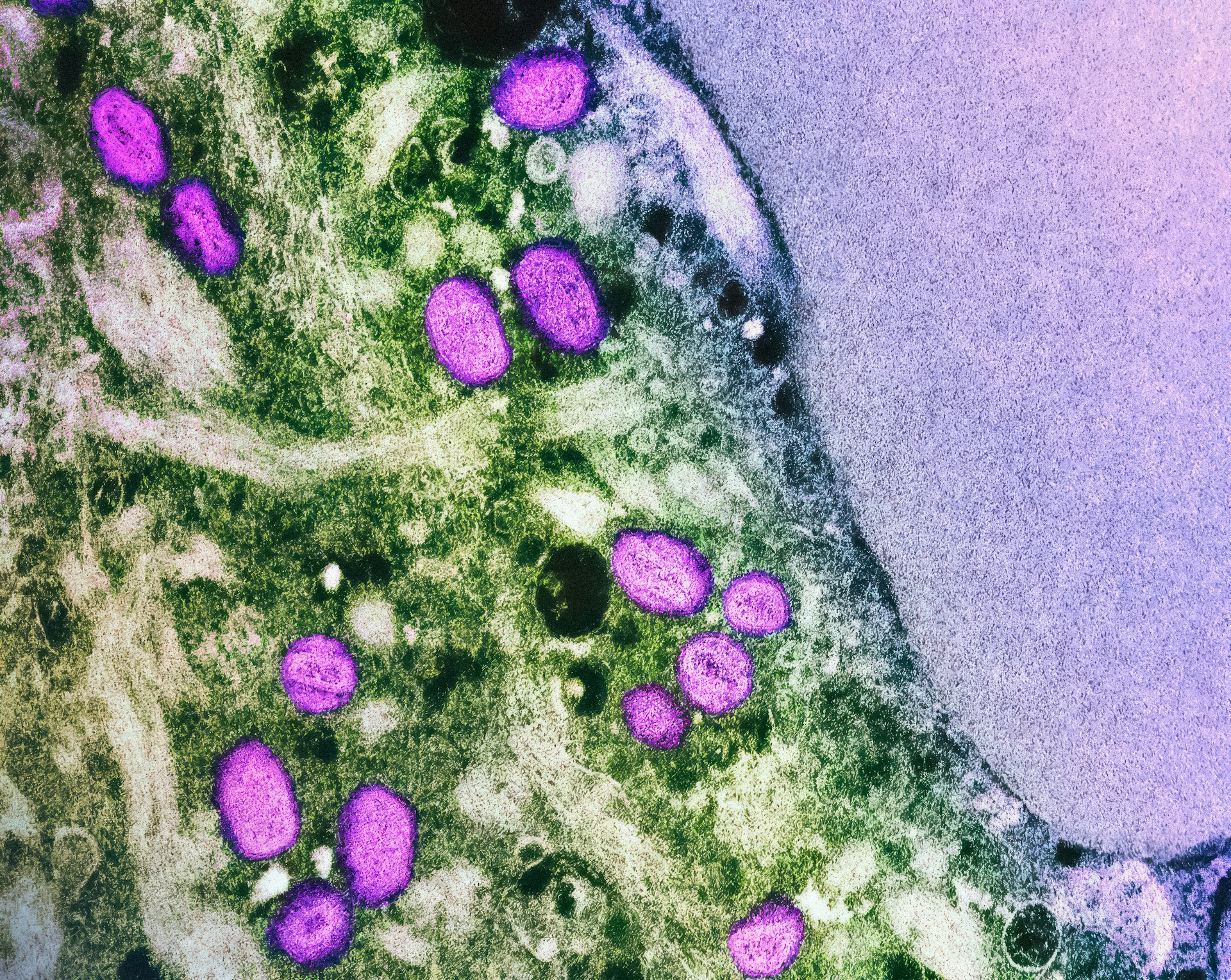 a close up of a plant with purple flowers