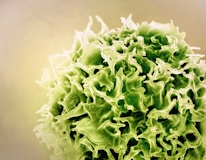 a close up of a green leafy plant