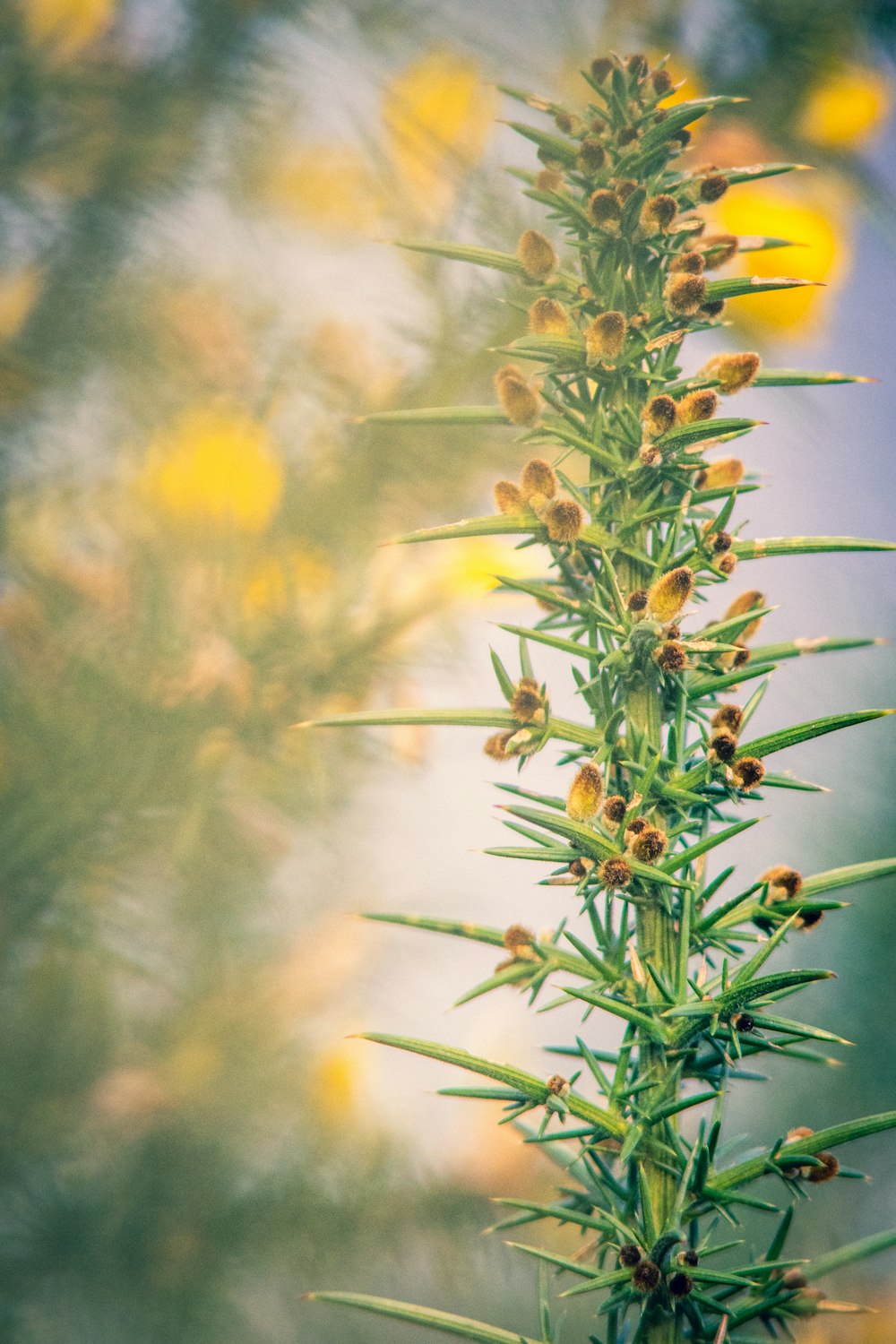 a close up of a plant with yellow flowers