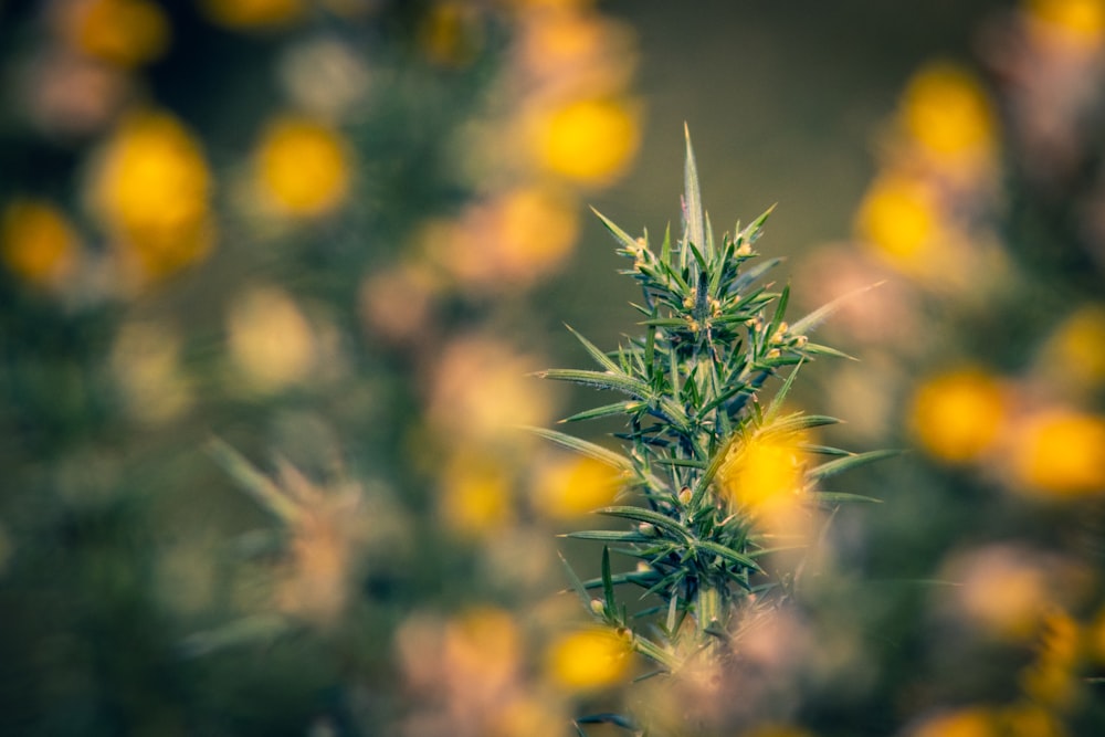 a close up of a plant with yellow flowers in the background