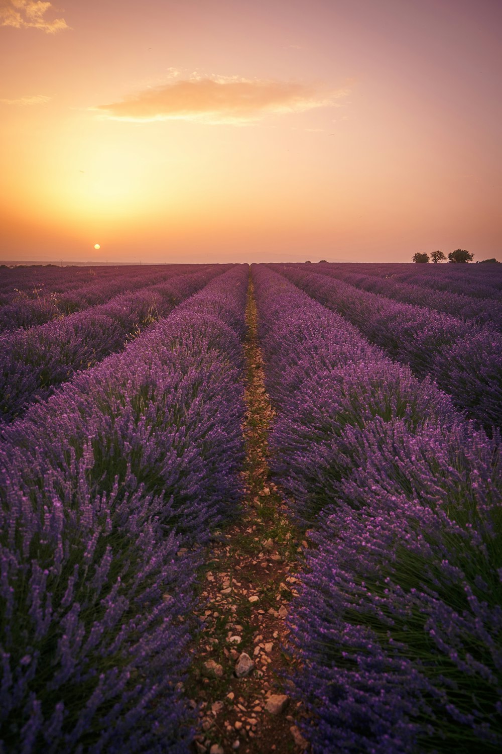 um campo de flores de lavanda com o sol se pondo ao fundo