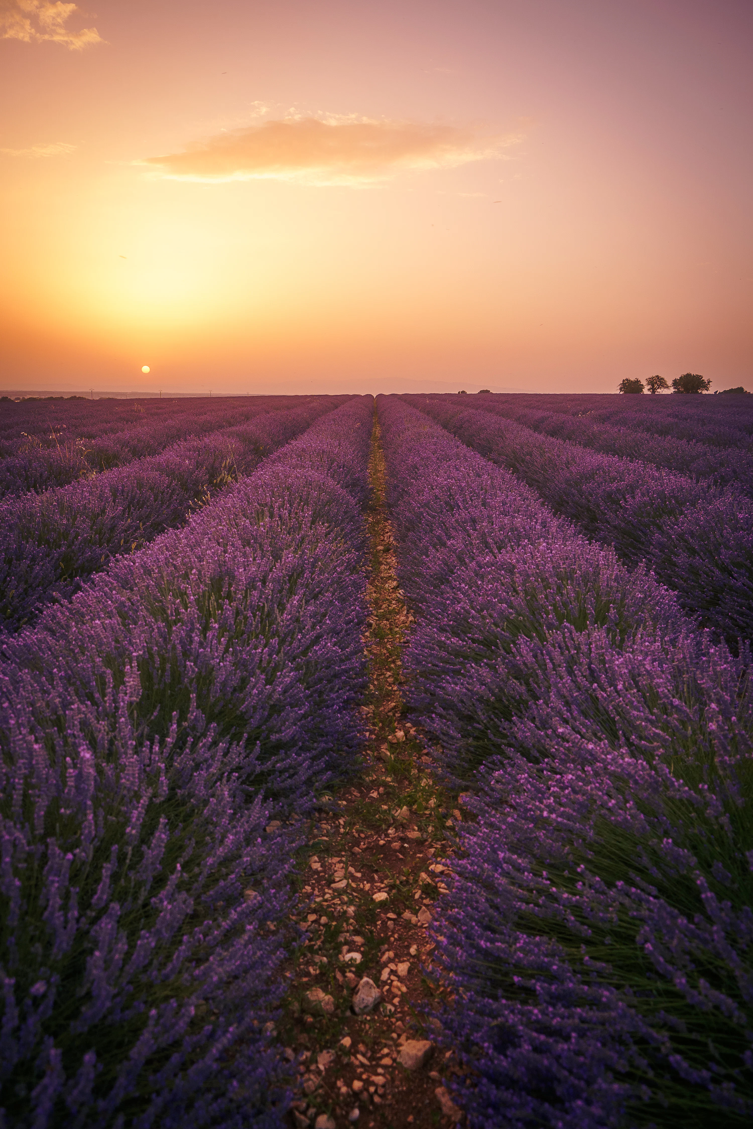 lavender plant Lavance Deep Purple Lavender