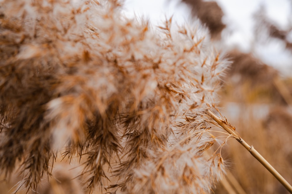 a close up of a tall grass plant