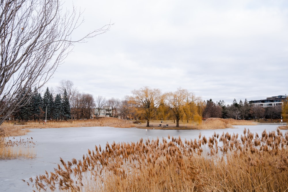 a lake surrounded by tall grass and trees