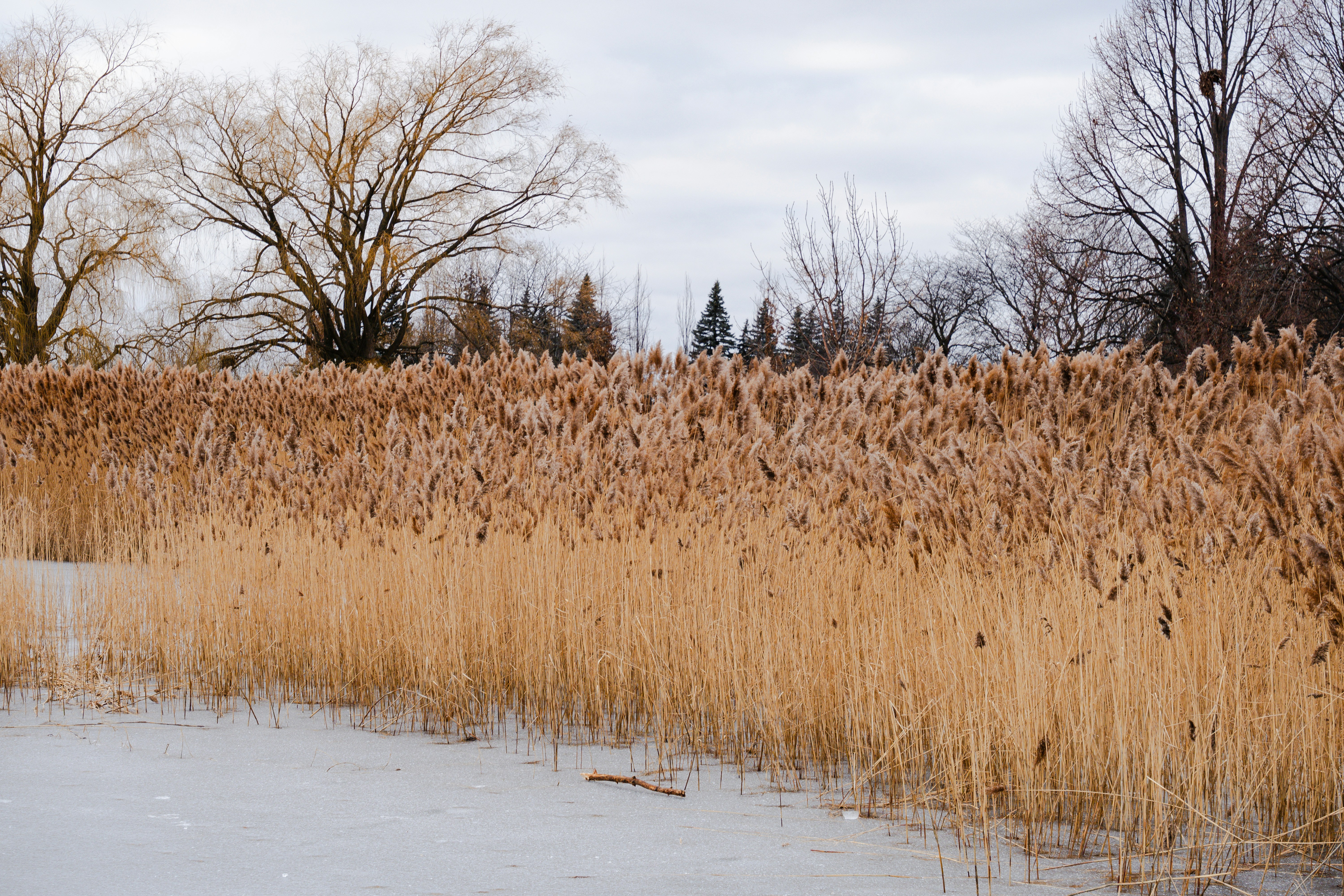 a field of tall dry grass with trees in the background