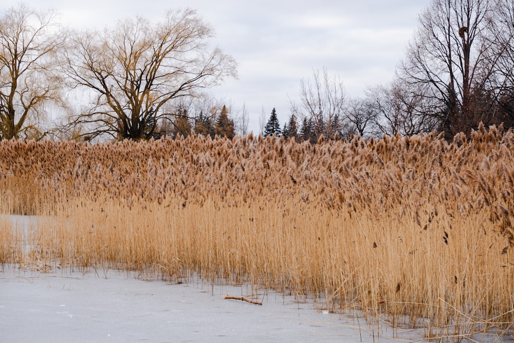 a field of tall dry grass with trees in the background