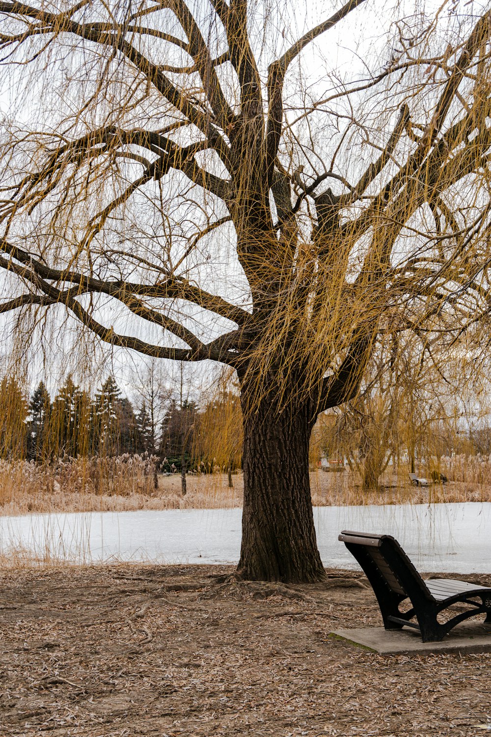 a bench under a tree in a park