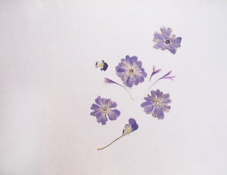 a group of purple flowers on a white background