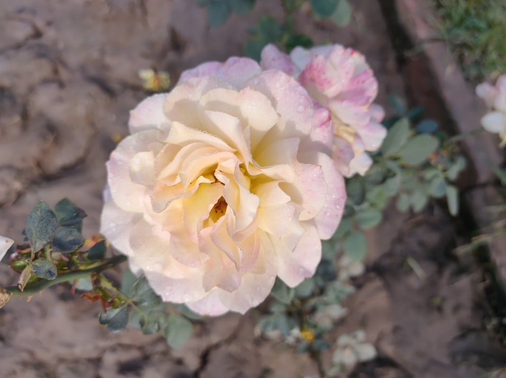 a close up of a pink and white flower