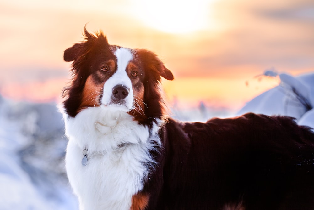 a brown and white dog standing in the snow