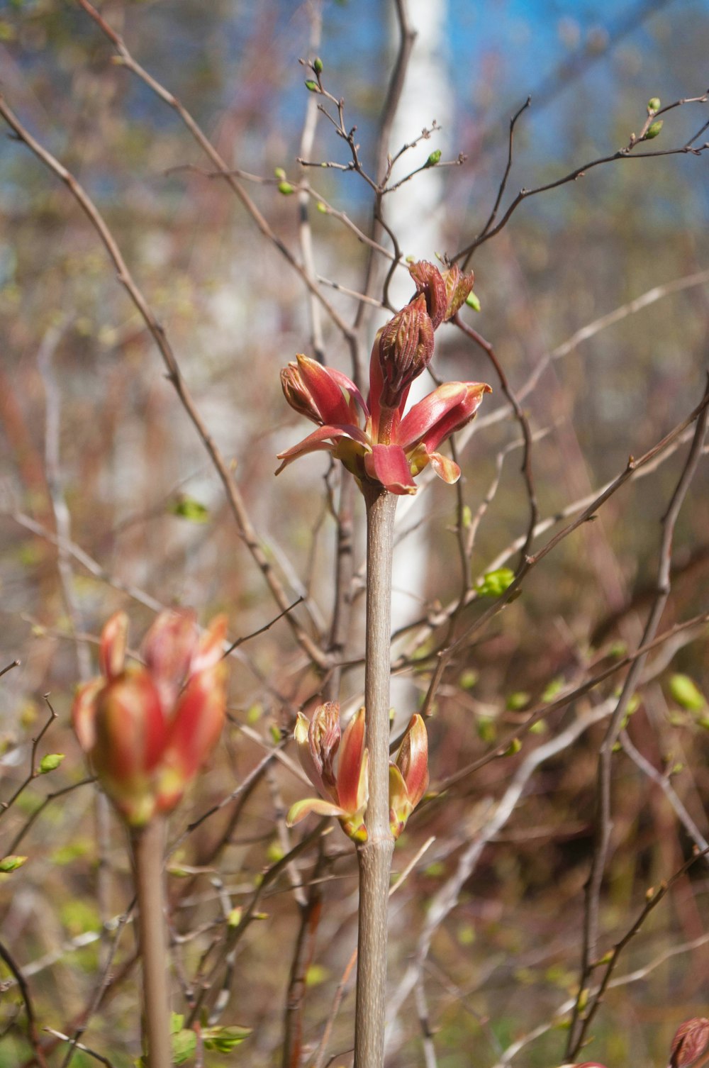 a small tree with red flowers in a forest